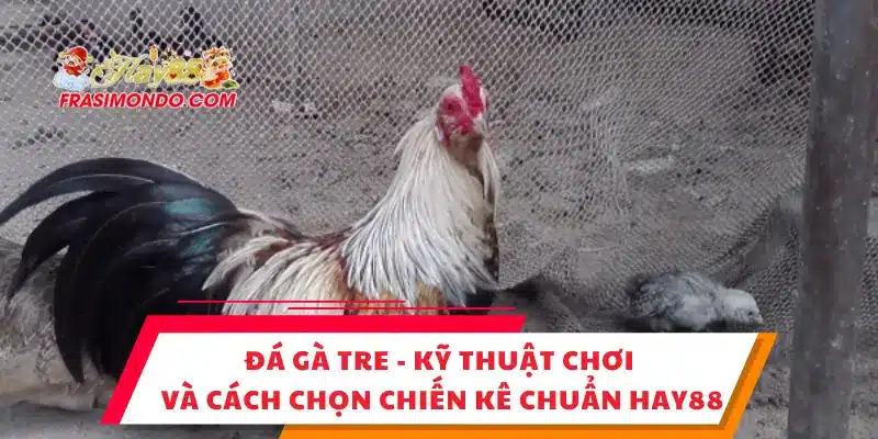 Đá Gà Tre - Kỹ Thuật Chơi Và Cách Chọn Chiến Kê Chuẩn Hay88